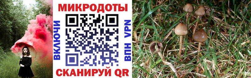 Псилоцибиновые грибы GOLDEN TEACHER  где купить наркоту  Красный Холм 